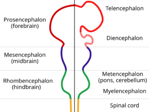 Due progenitori, un solo cervello